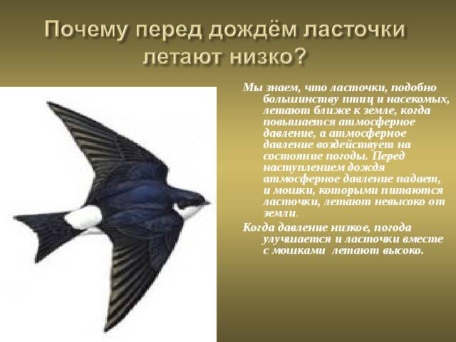 Приметы про ласточек — если летают низко, залетела в окно, в дом, вьет гнездо