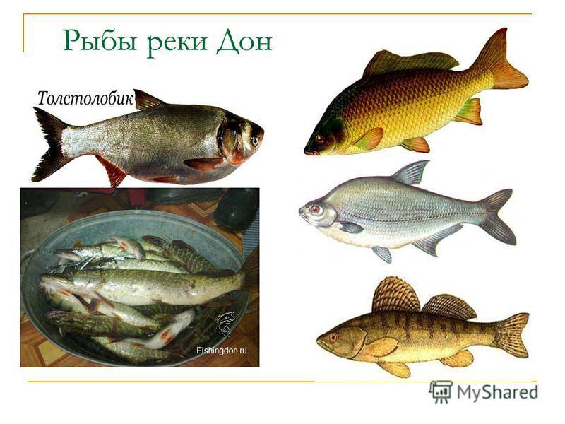 Список речной рыбы с названиями, фото и описанием