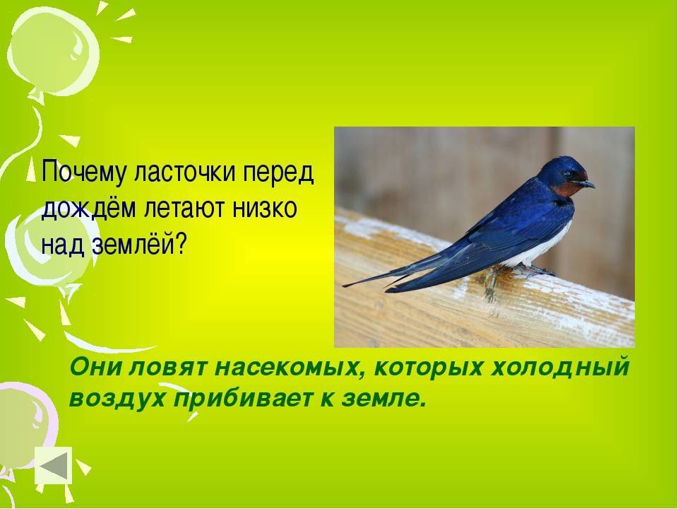 Почему перед дождем ласточки летают низко над землей