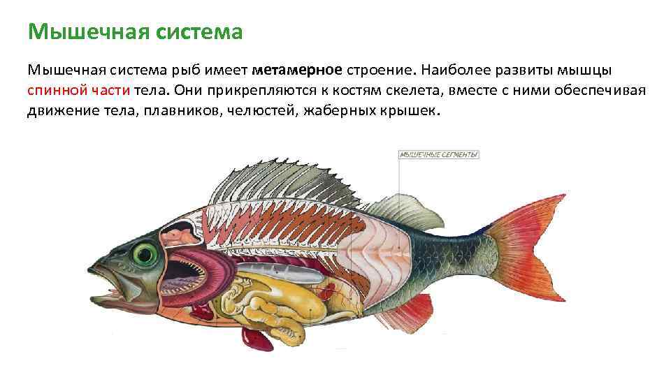 5 видов рыбы, необходимых для спортсменов | fish2o | производитель премиум лосося | дзен