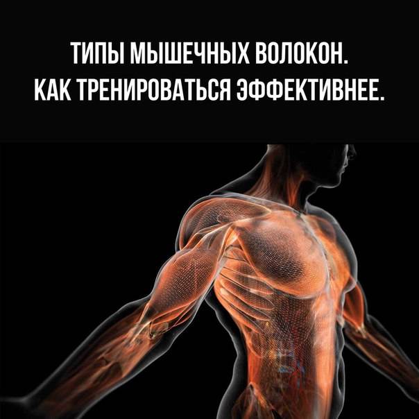 Влияние возраста и тренировки на скелетные мышцы
