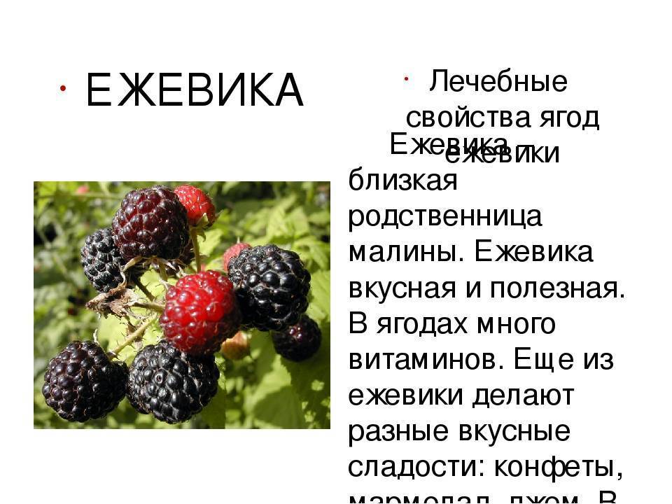 Малина: польза и вред для здоровья человека — ягоды и листья