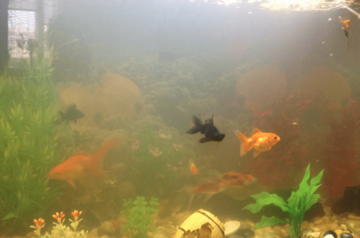 Помутнение воды в аквариуме с рыбками: причины и способы борьбы