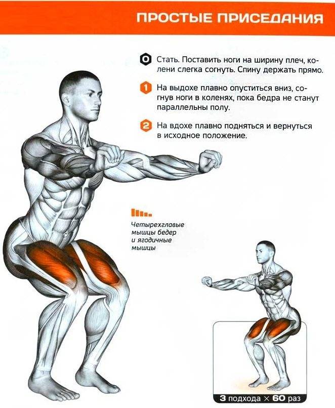 Приседания со штангой: техника выполнения, работающие мышцы