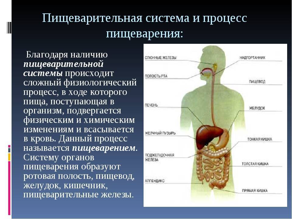 Схема движения пищи у человека