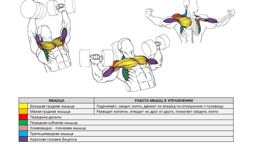 Жим штанги на наклонной скамье: техника и важные нюансы упражнения