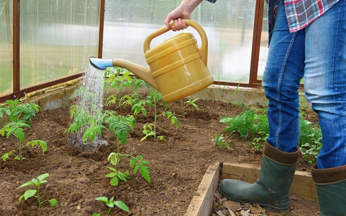 Можно ли поливать огород грунтовой водой