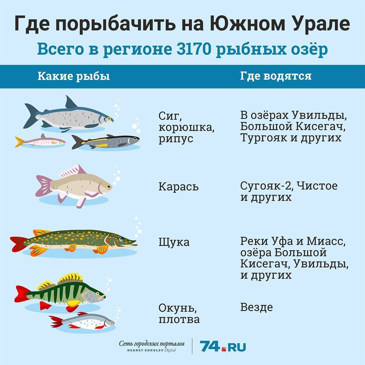 Какую рыбу можно ловить. Разновидность рыб в Волге. Рыбы Челябинской области. Рыбы Южного Урала. Рыбы в Озерах.