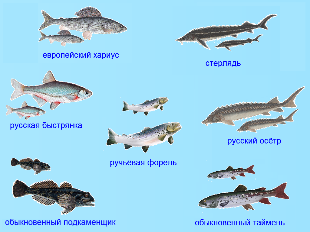 Места для рыбалки в оренбургской области – платная и бесплатная рыбалка!