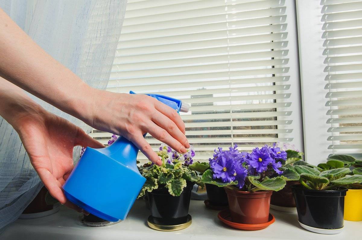 Как поливать цветы в отпуска или длительном отсутствии