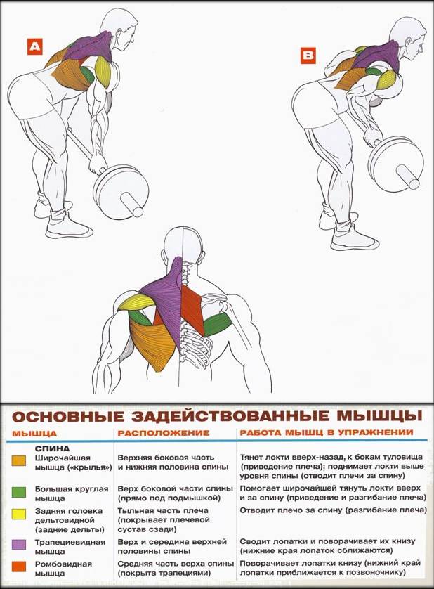 Как накачать большую круглую мышцу спины в зале и в домашних условиях