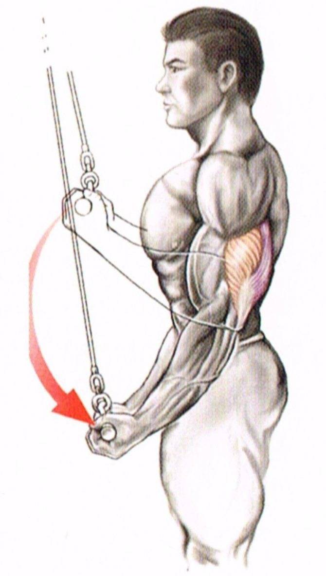 Тяга прямой рукояткой на бицепс