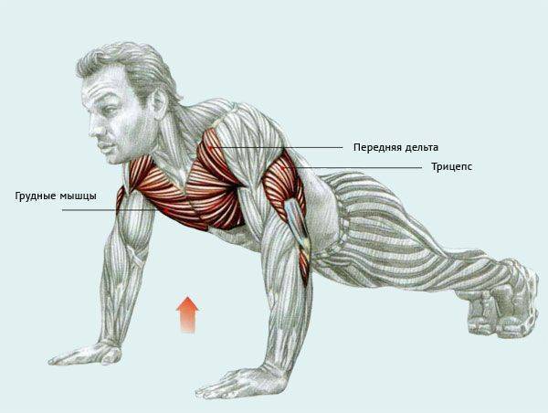 Тренировка грудь-бицепс: как делать упражнения на грудные мышцы и бицепс в один день