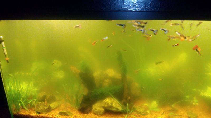 Мутная вода в аквариуме: причины и методы устранения