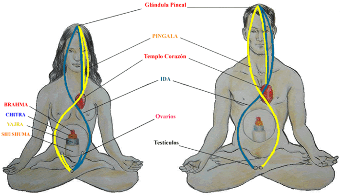 Основы йоги
