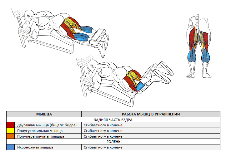 Сгибание ног в тренажёре: виды упражнений, техника выполнения, альтернативные варианты