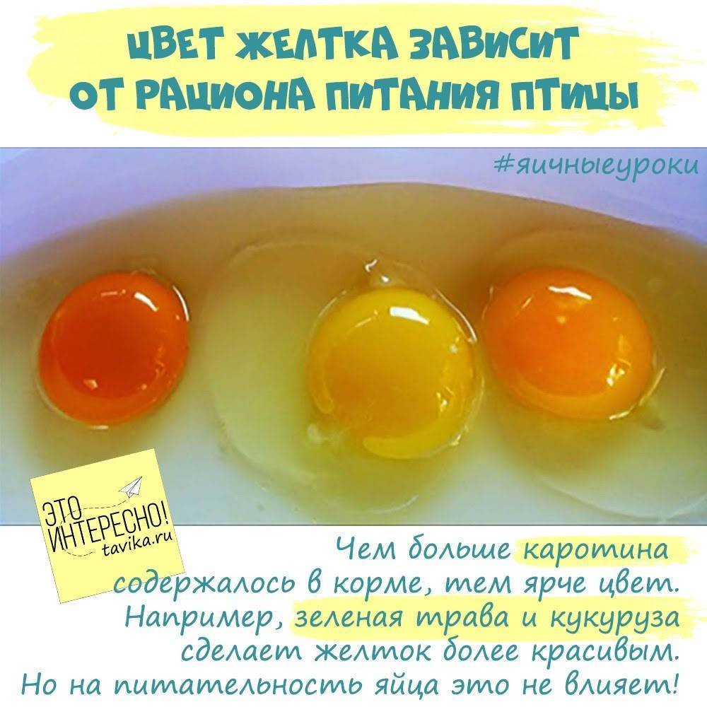 Почему яйцо оранжевое. Цвет куриного желтка. Цвет желтка домашних яиц. Цвет яичного желтка зависит от чего. Желток куриного яйца.