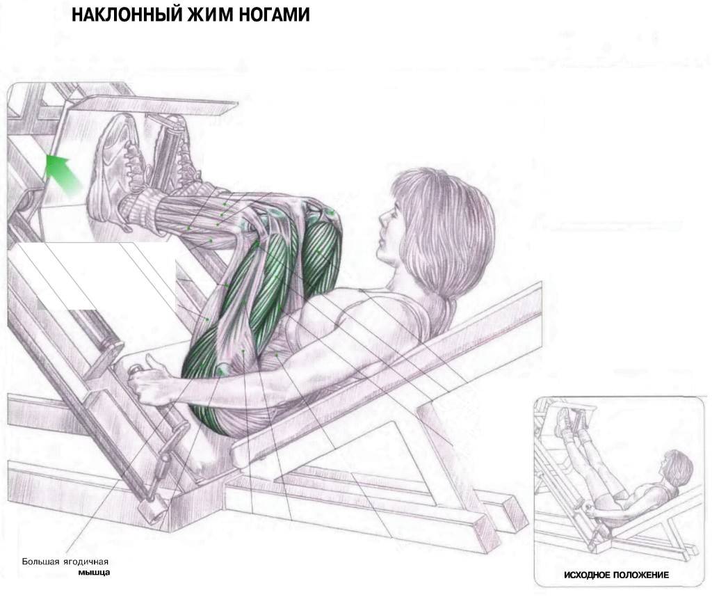 Жим ногами в тренажере: лежа или сидя, постановка ног и техника выполнения