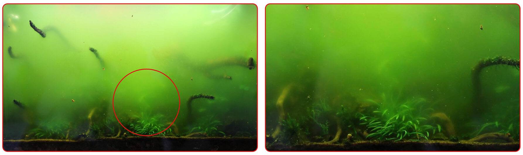 Зеленый налет на стенках аквариума: как почистить и избавиться, почему зеленеют стекла, декорации и камни, фото