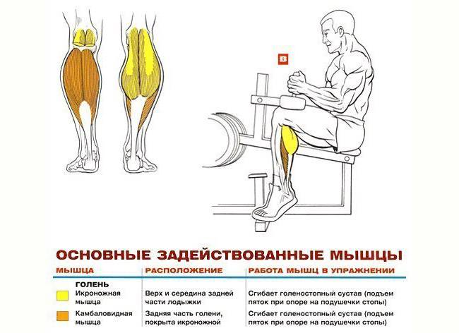 Подъем на носки сидя в тренажере или со штангой | irksportmol.ru