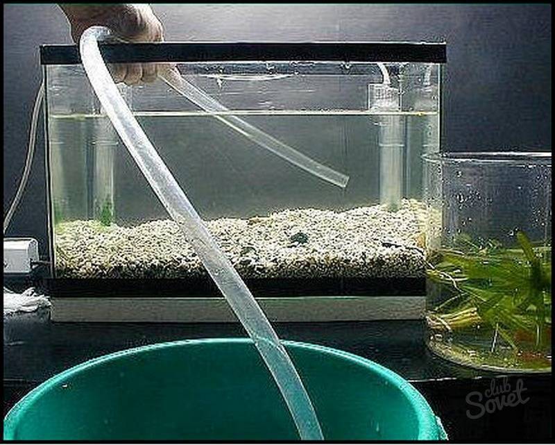 Отвечаем на вопрос как легче вылить воду из аквариума, используя резиновый шланг