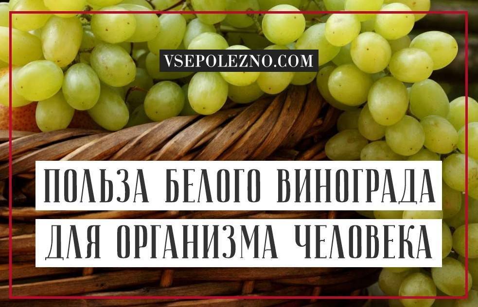 Белый виноград – польза и минимум вреда