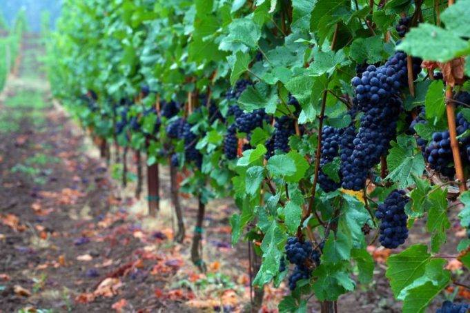 Виноград – полезные свойства, состав и противопоказания