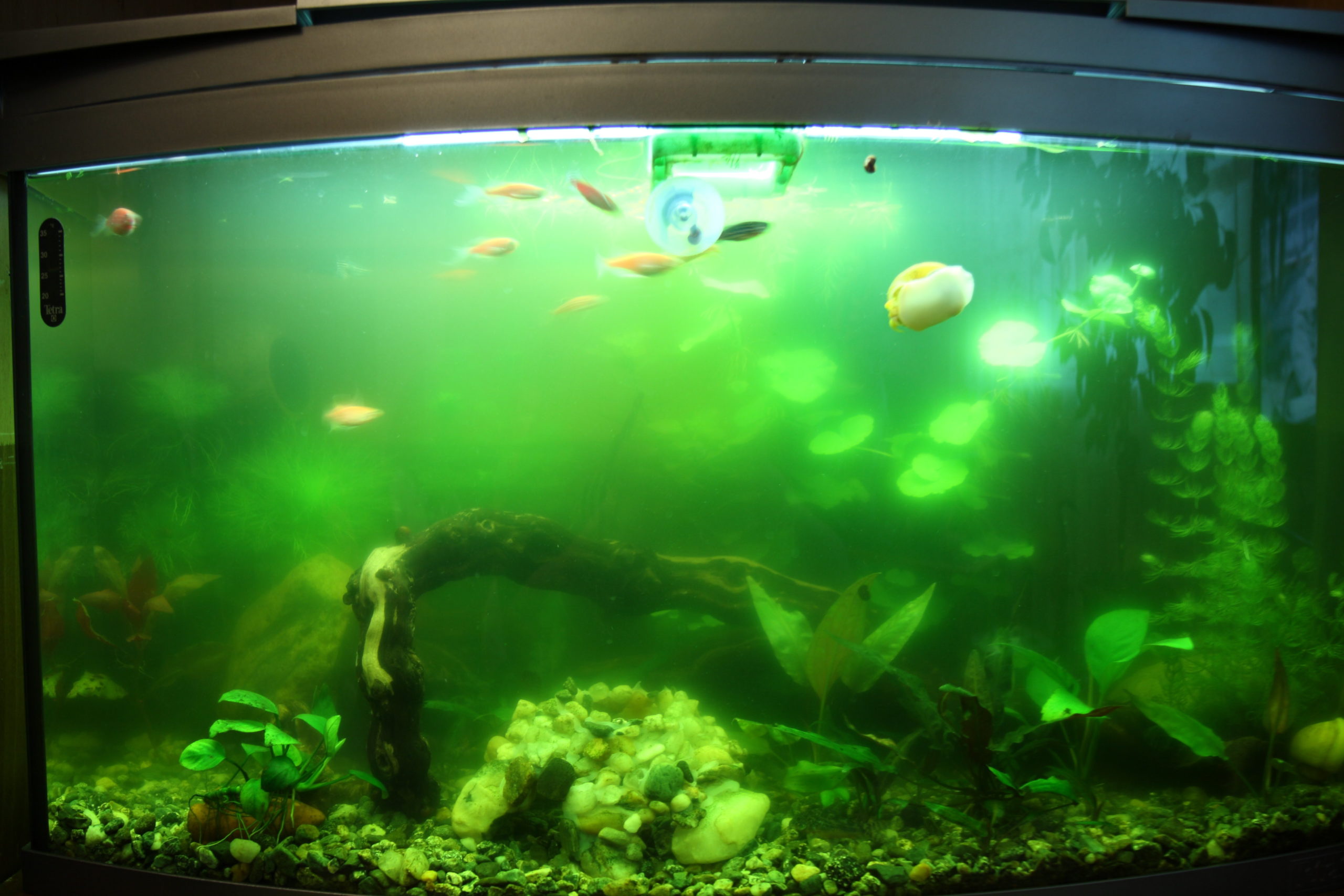 Мутнеет вода в аквариуме: почему возникает мутная вода, что делать, как бороться (избавиться), причины, методы