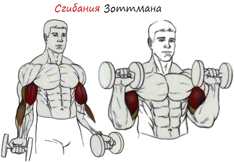 Сгибание рук на бицепс: варианты со штангой и гантелями