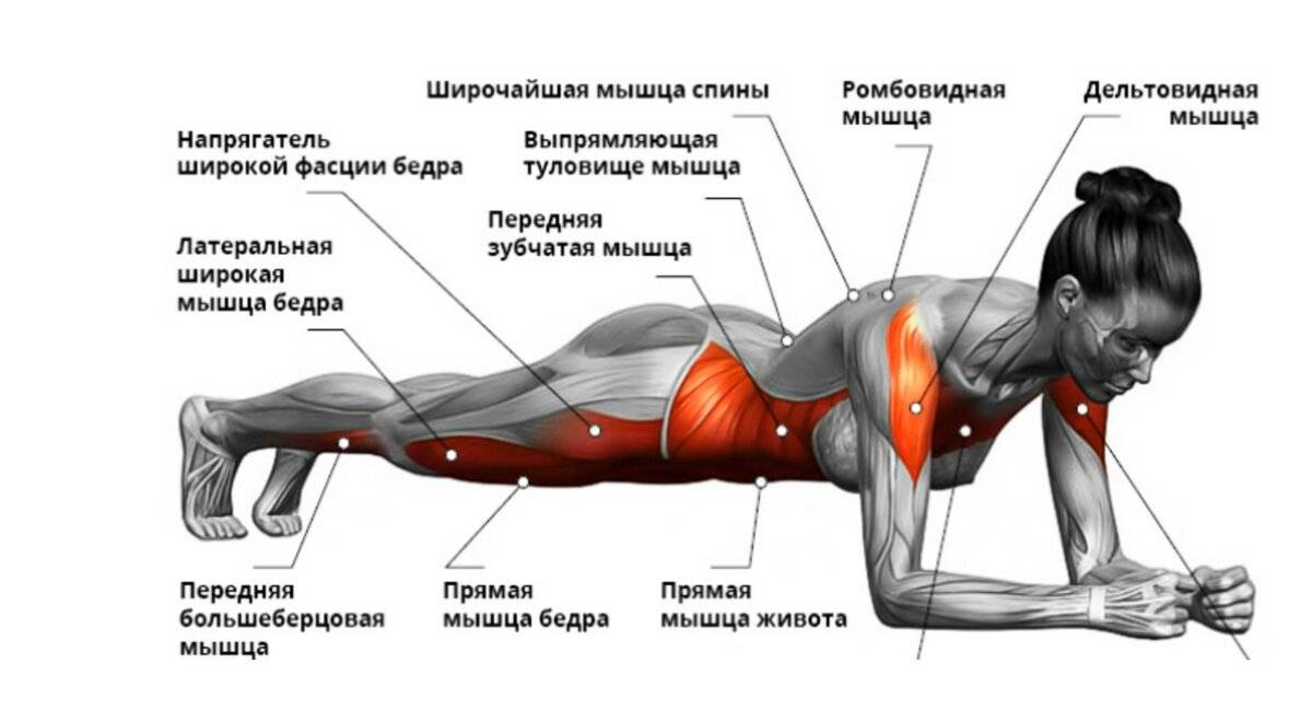 Влияние возраста и тренировки на скелетные мышцы