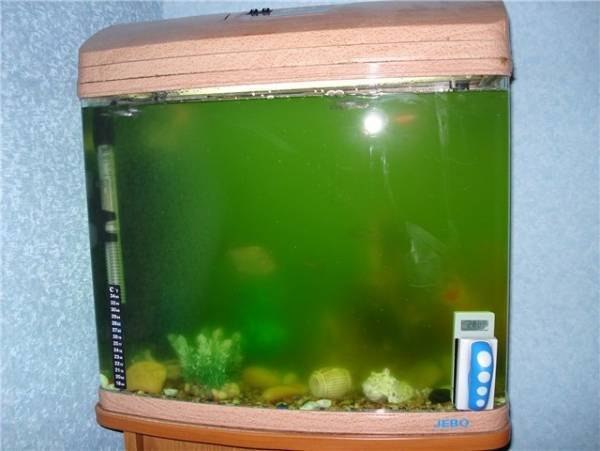 Вода в фильтре зеленеет. Зеленый аквариум. Грязный аквариум. Зеленая вода в аквариуме. Грязная вода в аквариуме.