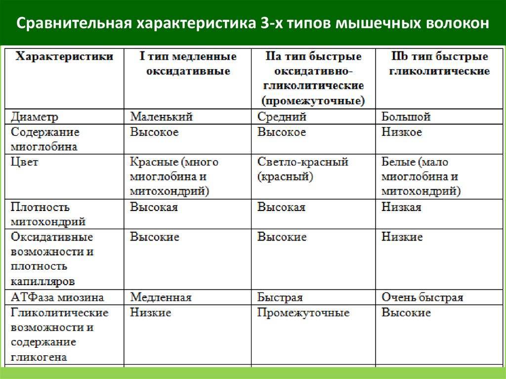 Типы мышечных волокон