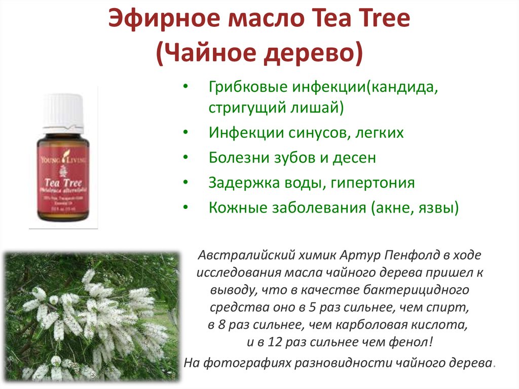 Масло чайного дерева - свойства и применение для лечения различных болезней