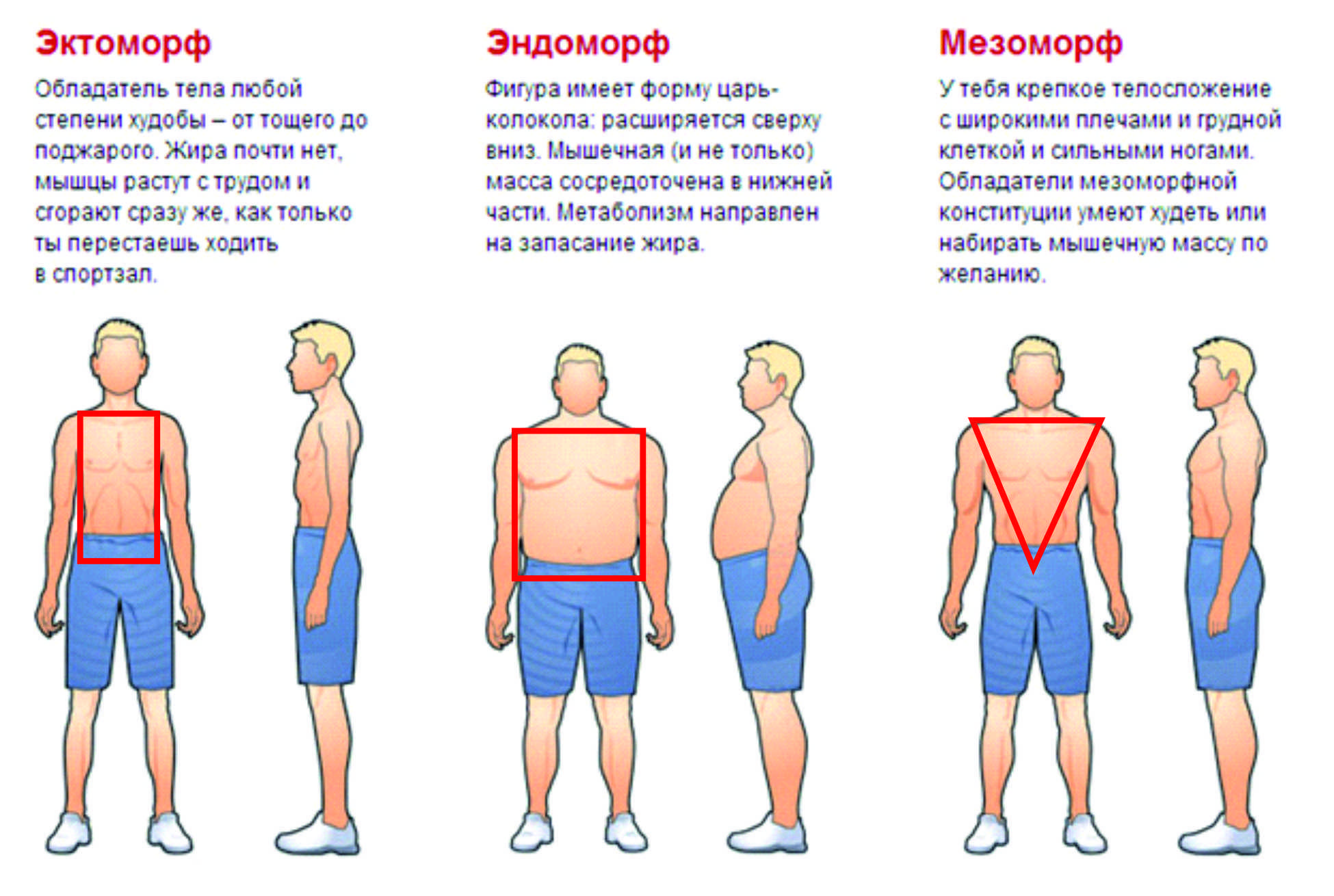 Как определить тип телосложения — эндоморф, эктоморф или мезоморф?