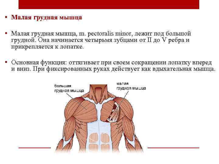 Программы для тренировки грудных мышц в тренажерном зале