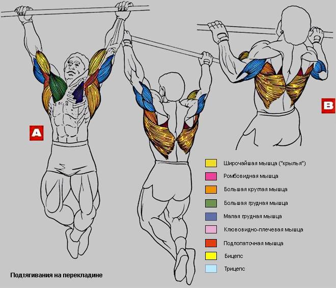 Как накачать верхнюю часть грудных мышц - упражнения с гантелями на верх груди и советы