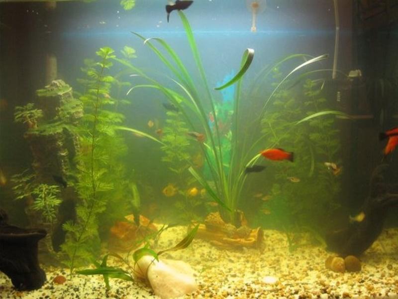 Вода в аквариуме чистая но пахнет. неприятный запах из аквариума. что делать? как устранить?