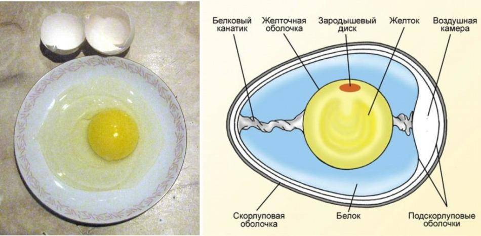 Как отделить желток яйца от белка: более 15 способов и приспособлений + фото и видео