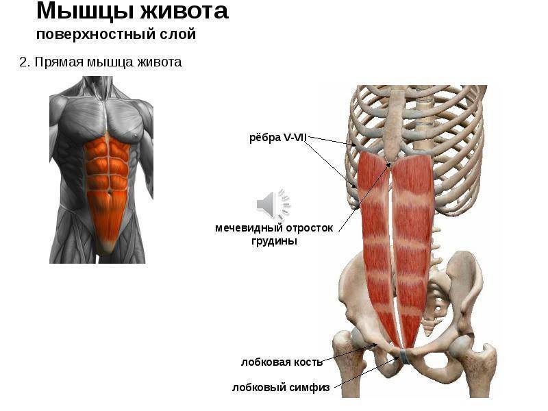 Анатомия мышц живота человека – информация: