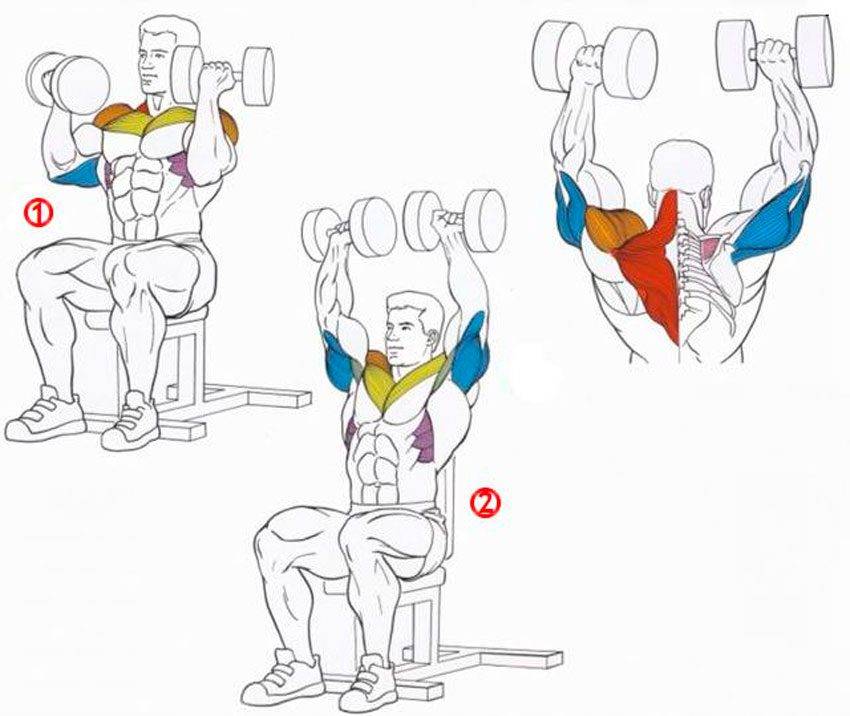 Жим штанги стоя (армейский жим): какие мышцы включаются в работу при правильном выполнении жима штанги с груди стоя и сидя