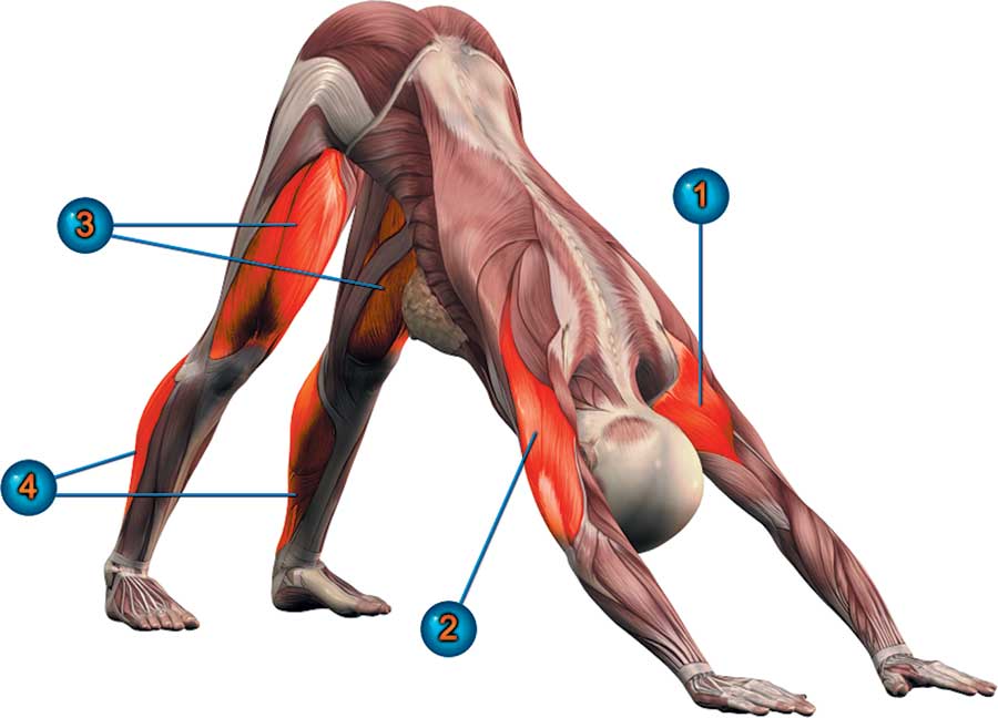 Какие мышцы работают при беге