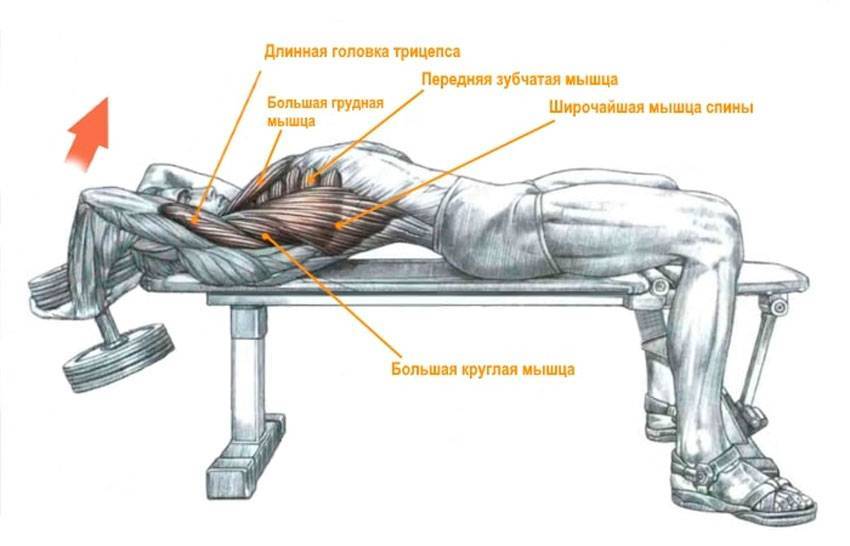 Как быстро накачать косые мышцы спины