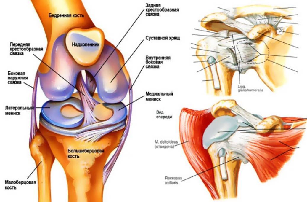Как устроено колено. Связки коленного сустава анатомия. Строение костей коленного сустава. Коленный сустав связки и сухожилия анатомия. Коленный сустав анатомия рисунок.