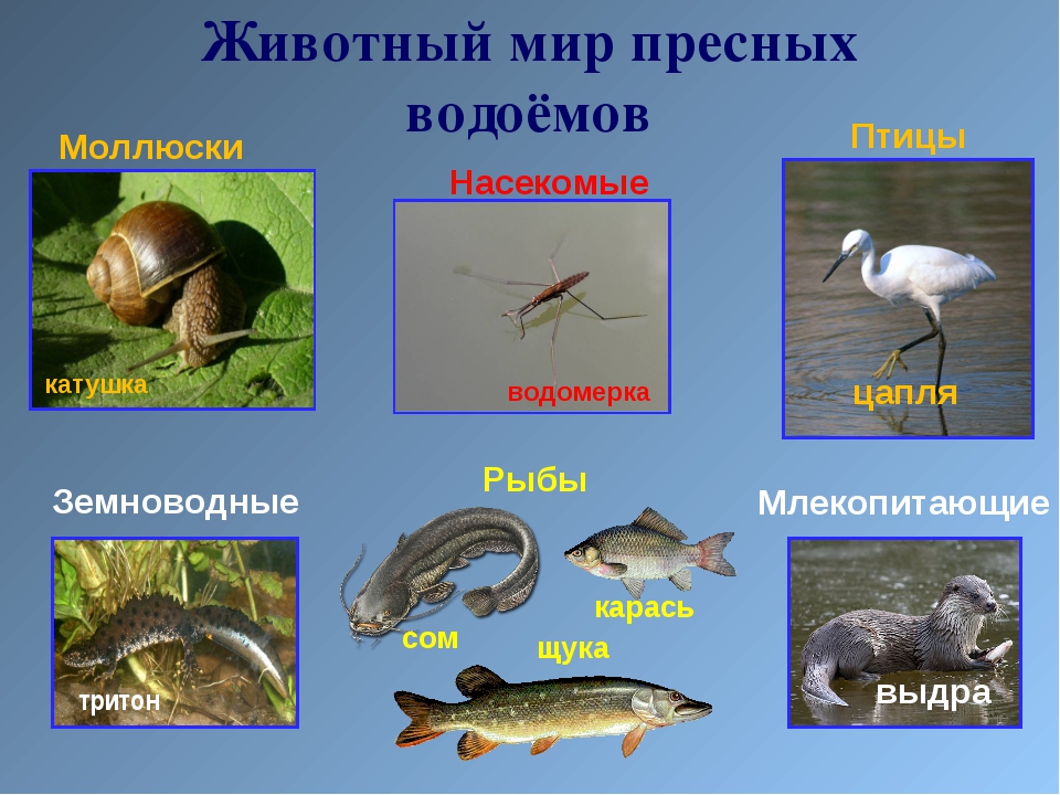 Крупные млекопитающие пресных вод :: инфониак