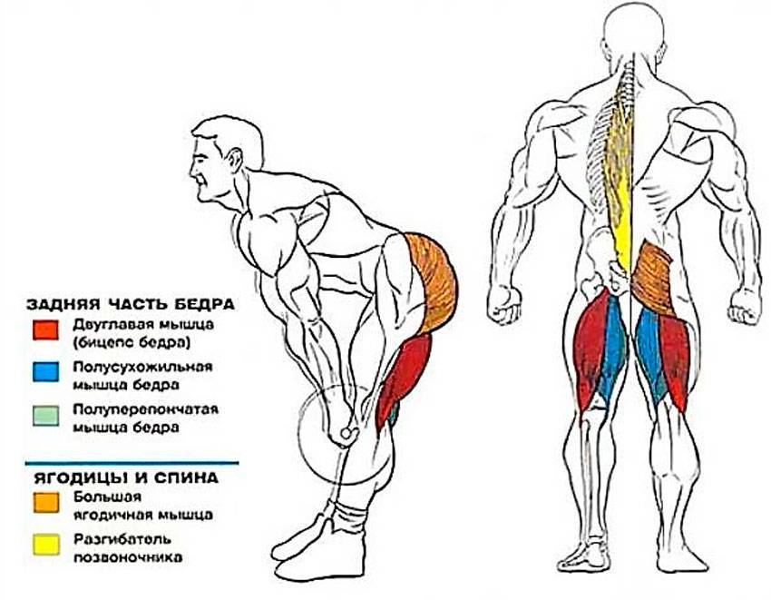 Румынская тяга с гантелями и другие варианты упражнения