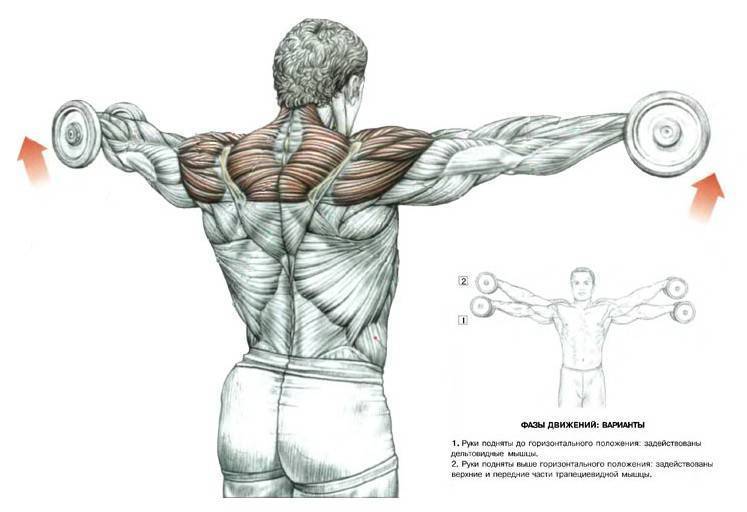 Укрепляй мышцы: махи гантелями в стороны для красивых плеч и спины