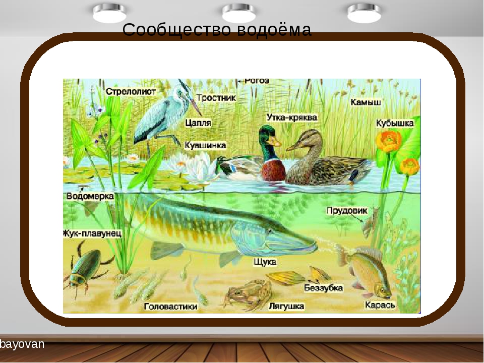 Экосистема водоема презентация