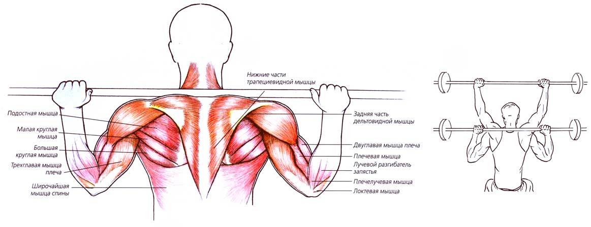 Штанга какие мышцы. Подъем штанги из за головы стоя. Подъем штанги из за головы сидя. Жим штанги из-за головы стоя. Упражнение жим штанги из за головы стоя.