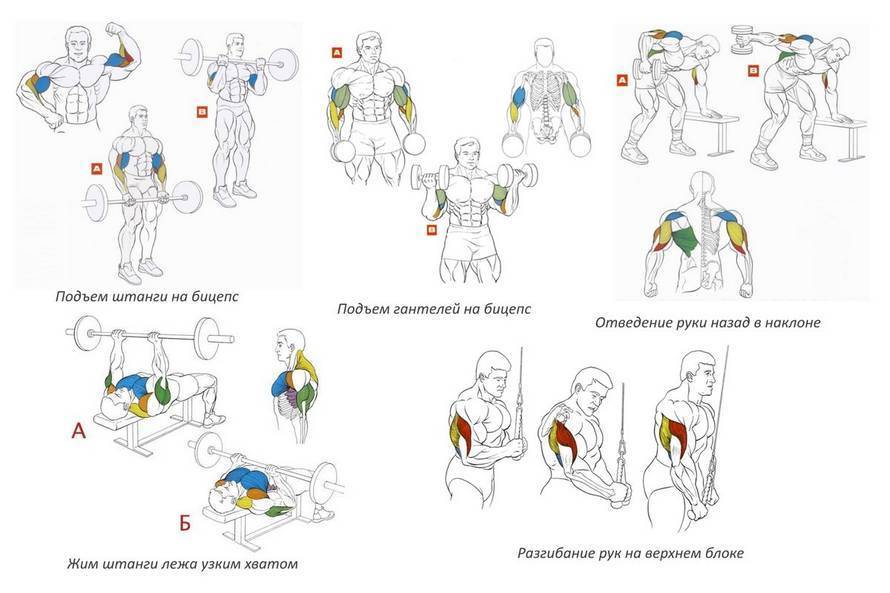 Тренировка грудь-бицепс: как делать упражнения на грудные мышцы и бицепс в один день