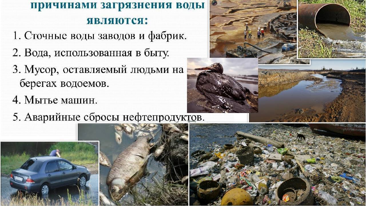 Экологические проблемы черного моря: загрязнение отходами